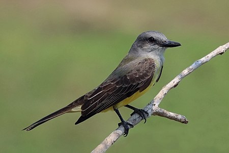 Tropical kingbird, by Charlesjsharp