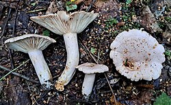 Peitriisikas, tüüpteisend Lactarius flexuosus var. flexuosus