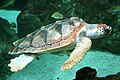 Loggerhead Turtle