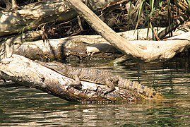 Les troncs couchés dans l'eau offrent des perchoirs et reposoirs aux oiseaux et reptiles aquatiques.