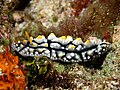 Bright Phyllidia