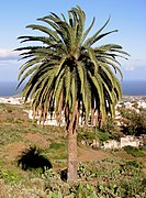 Phoenix canariensis dans son habitat à Tenerife.