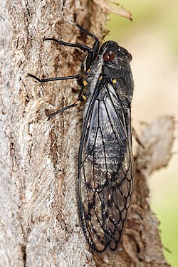 Redeye cicada