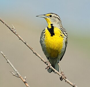 Western meadowlark, by Cephas