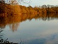 A recreational swimmer strikes out for the centre of the lake, disturbing wintering birds