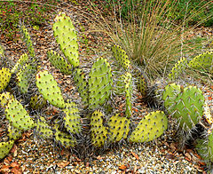 Borstels bij Opuntia littoralis ssp littoralis