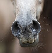 Gros plan sur les fosses nasales dilatées d'un cheval de couleur marron.