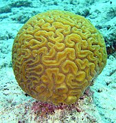 Brain coral