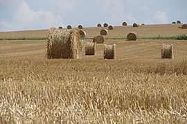 Meules de paille, une vision traditionnelle en été dans les zones tempérées.