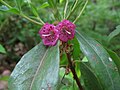 Kalmia à feuilles étroites (Kalmia angustifolia)