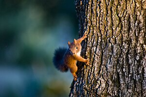 Esquiròl rós (Sciurus vulgaris) fòrma juvenila Frontonh, Nauta Garona França