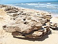 Coquina sur la plage du Washington Oaks State Gardens en Floride