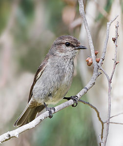 Dusky robin, by JJ Harrison