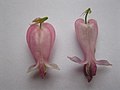 Flower shape: Dicentra 'Luxuriant' (a Dicentra formosa hybrid) compared with Dicentra eximia