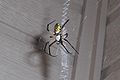 A black and yellow argiope