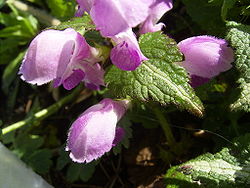 Lamium maculatum