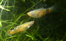 Gold-morph swamp guppies