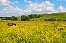 Луки біля с. Батьки