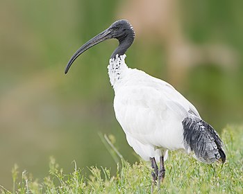 Australian white ibis