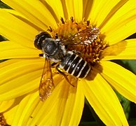 Megachile sp. (familia Megachilidae) en girasol. Pensilvania, Estados Unidos