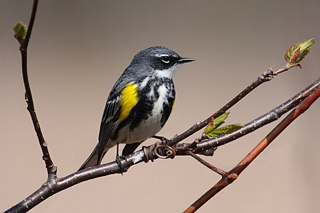 Myrtle warbler, by Cephas