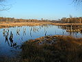 Wittmoor im Herbst