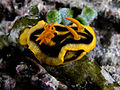 A hard to miss chromodorid nudibranch