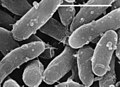 Bacteria: Gemmatimonas aurantiaca (- = 1 Micrometer)