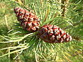 Pinus mugo