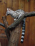 Thumbnail for Common genet