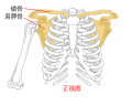 Pectoral girdle - front