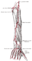 Arterie della faccia posteriore dell'avambraccio e della mano.