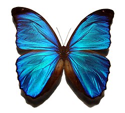 Morpho peleides