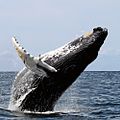 Humpback whale breaching