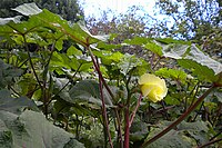 Okraplanten met bladeren, vruchten en een bloem