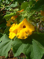 Uncarina grandidieri