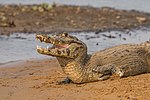 Yacare caiman Caiman yacare