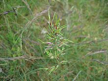 Poa bulbosa