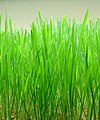 Wheatgrass