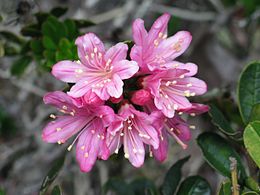 Bejaria imthurnii