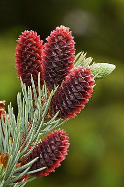 Colorado Blue Spruce cones