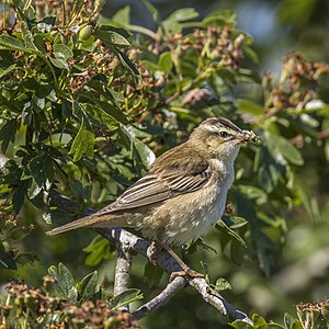 Sedge warbler, by Charlesjsharp