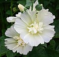 ALCEA ROSEA 'spring celebrities white'