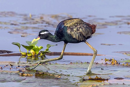 Bronze-winged jacana, by Charlesjsharp