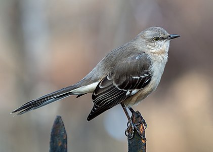 Northern mockingbird, by Rhododendrites