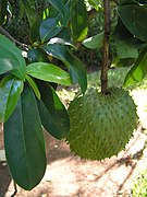 Guanabana