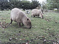 Capybara taken at Wingham Wildlife Park