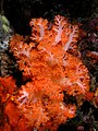 Soft coral