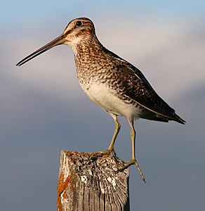 Wilson's snipe, by Talshiarr