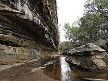 A large dripping wet rock wall on the left with a small creek flowing in the middle of the image.